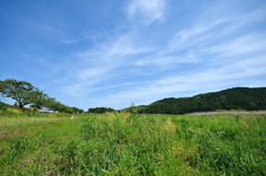 房総の春