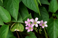 日比谷公園にて