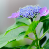 雨のち晴れ、そして紫陽花