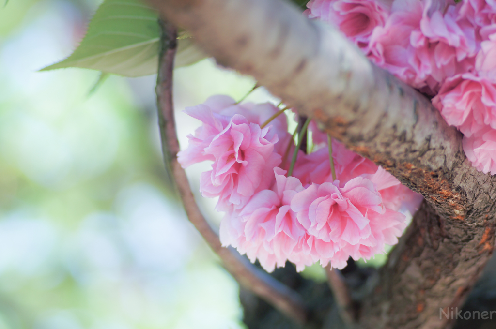 晴れた日の八重桜