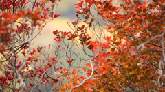紅葉