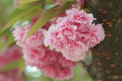 春の終わりの八重桜