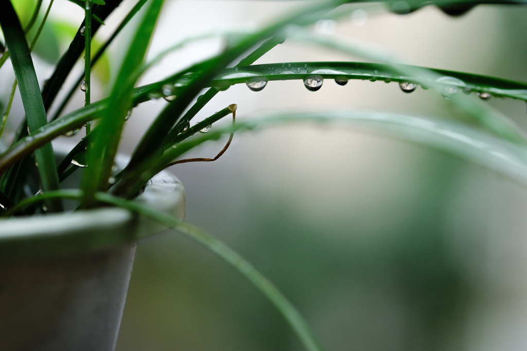 秋雨の午後