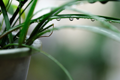 秋雨の午後