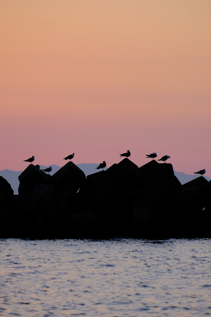 夕凪と海鳥