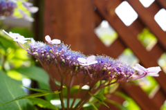 おしゃれさんなアジサイ