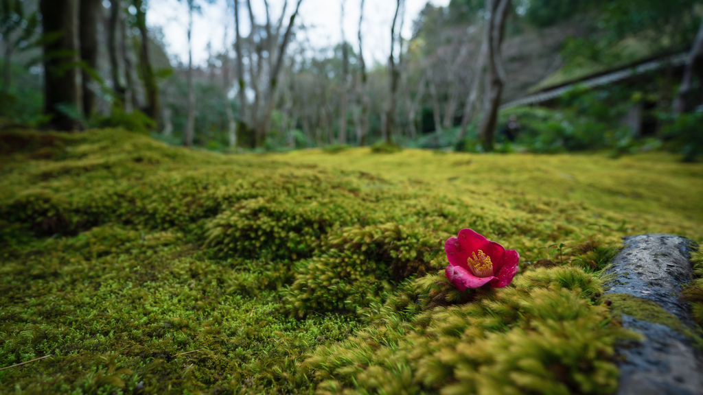 花は散るから美しい