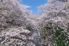 満開の目黒川