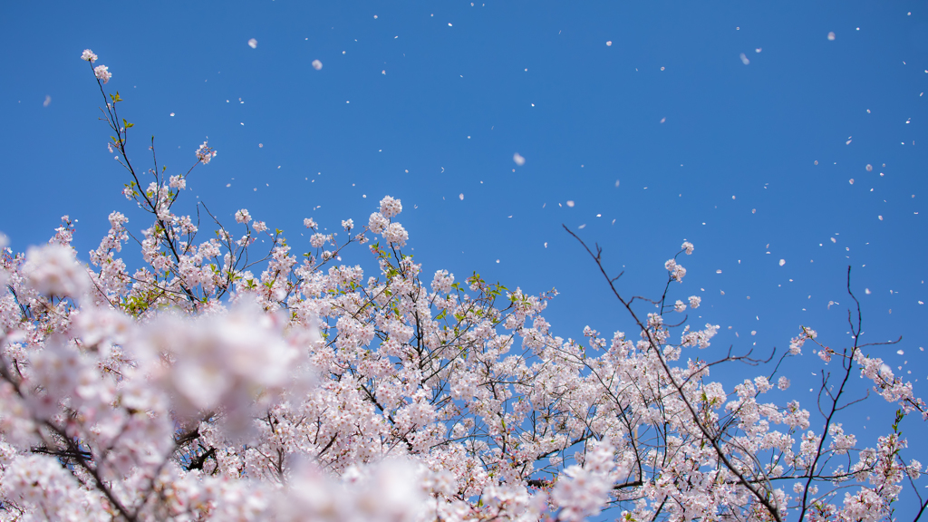 風に舞う春