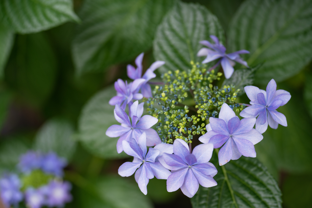 雨と紫陽花と新しいレンズ