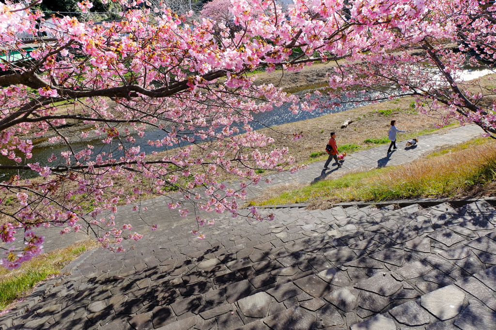 春の散歩道
