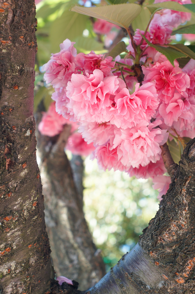 晴れた日の八重桜