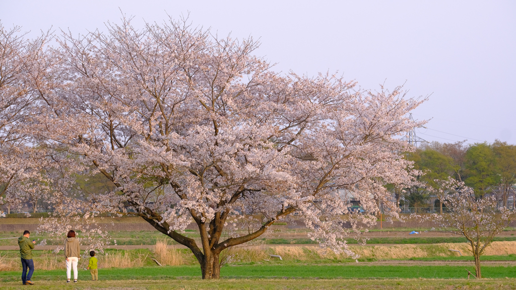 大きな桜の樹の下で