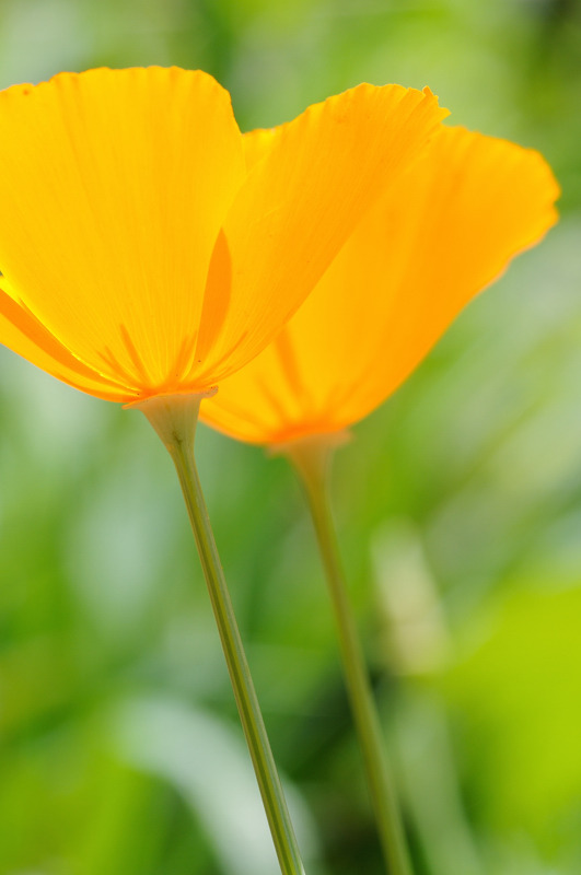 Orangeのグラス