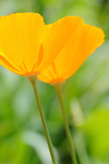 Orangeのグラス