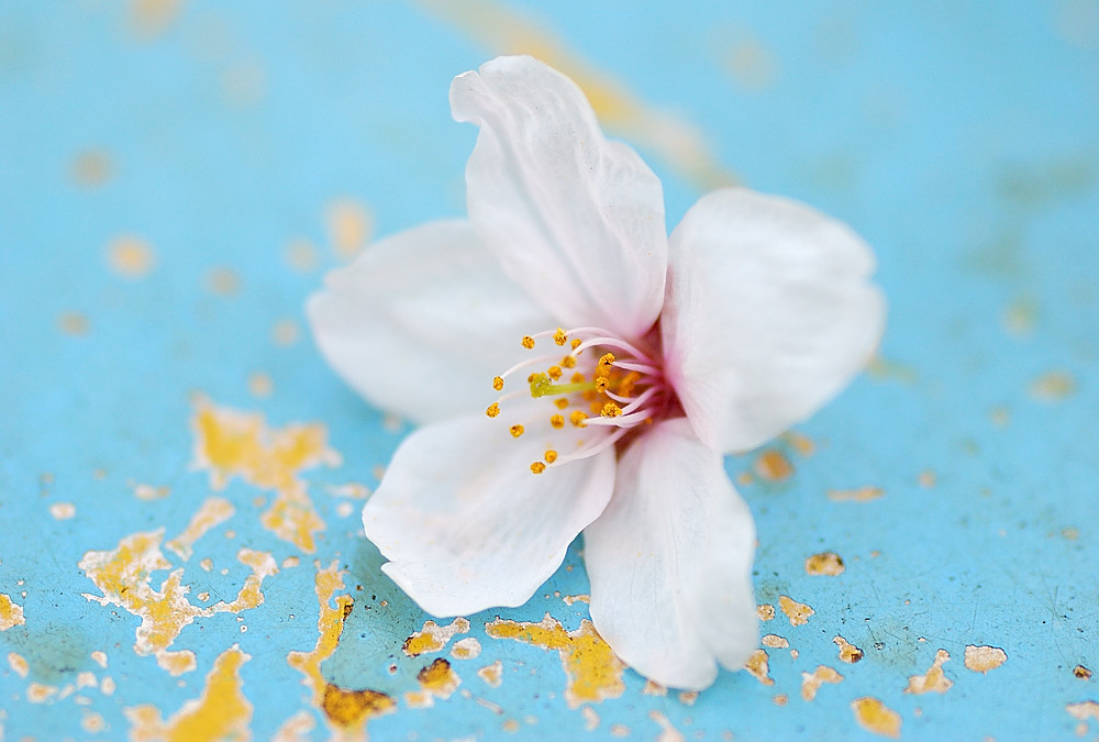 sakura