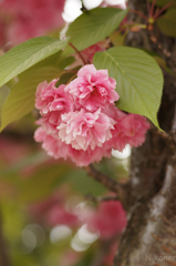 しっとりと八重桜