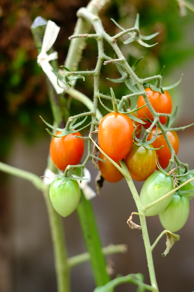小さなトマトの大家族