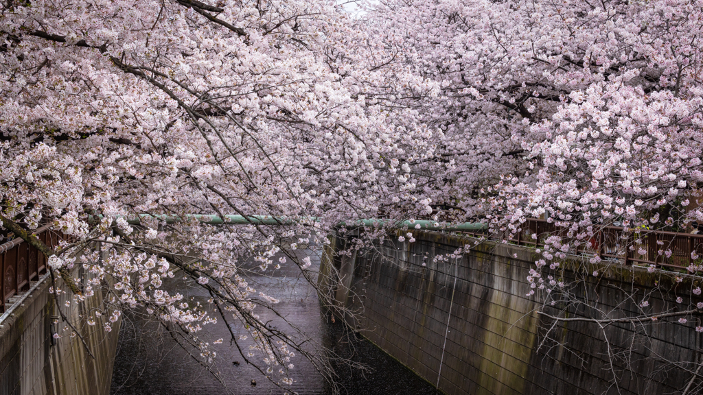 目黒川の桜