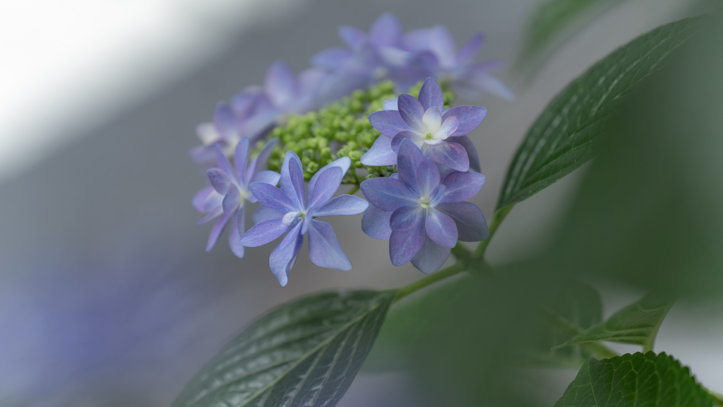 雨と紫陽花と新しいレンズ