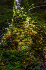 苔の森