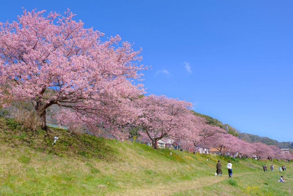 春よ来い