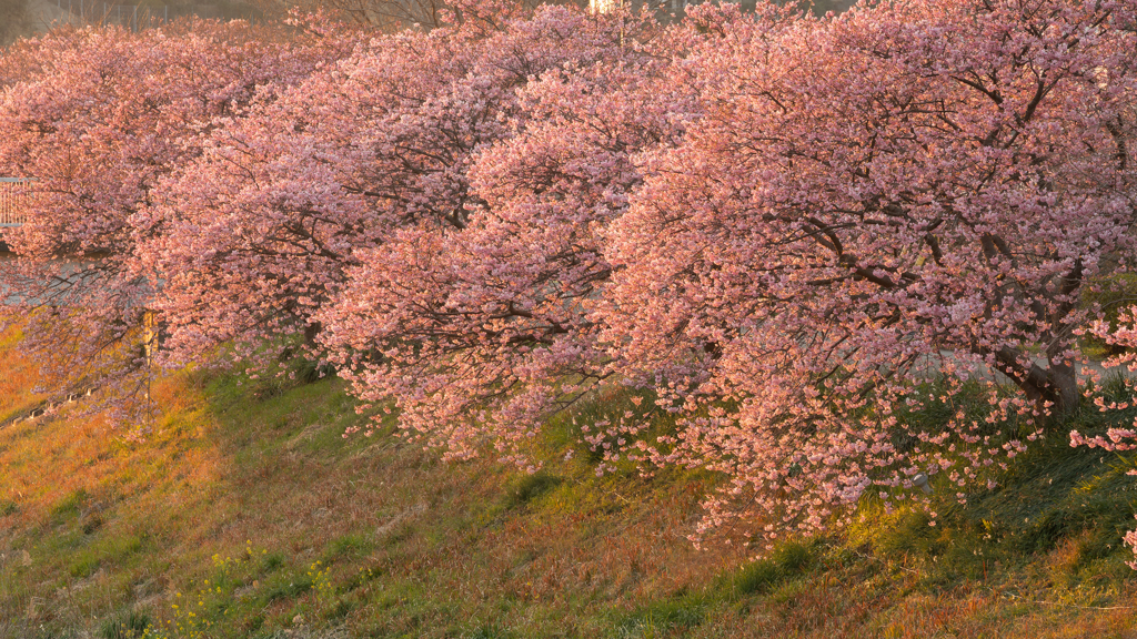 春の夕方