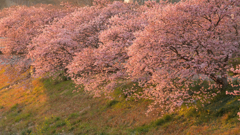 春の夕方