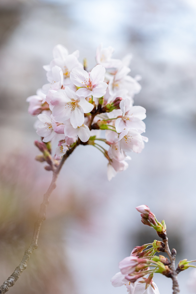 From Lightroom Library