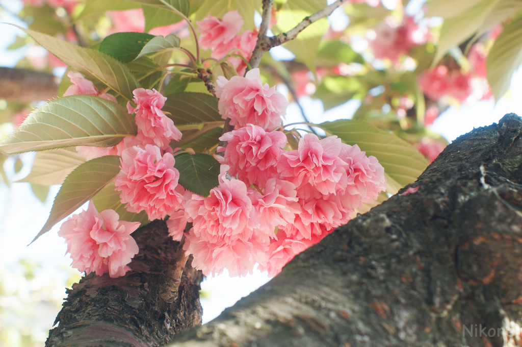 見上げてみたら八重桜