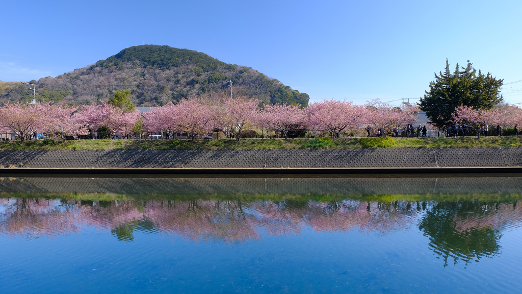 河津桜まつり