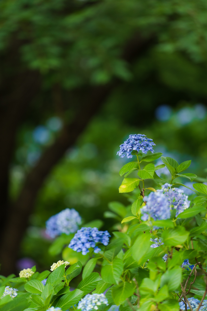 あじさいが咲く森