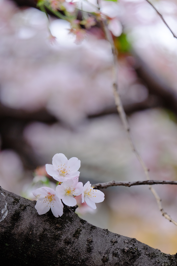 今年最後の小さな春