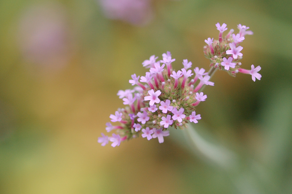 ちっちゃな惑星