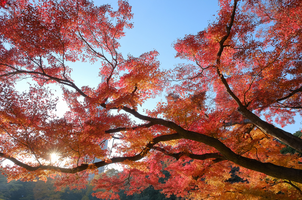 紅く乱舞する