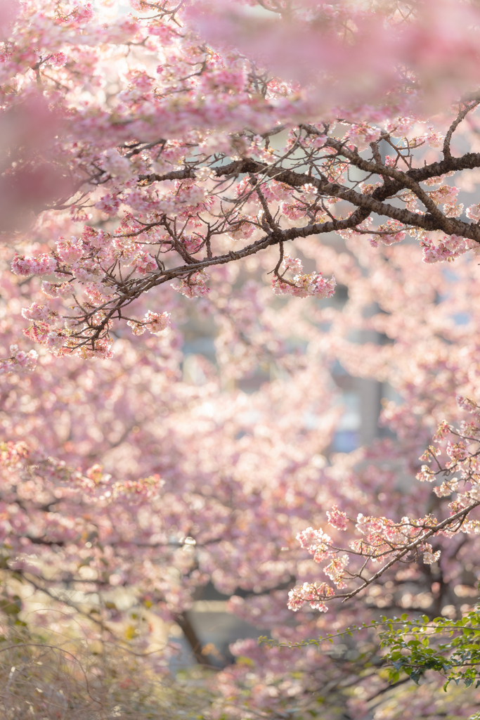 春の園