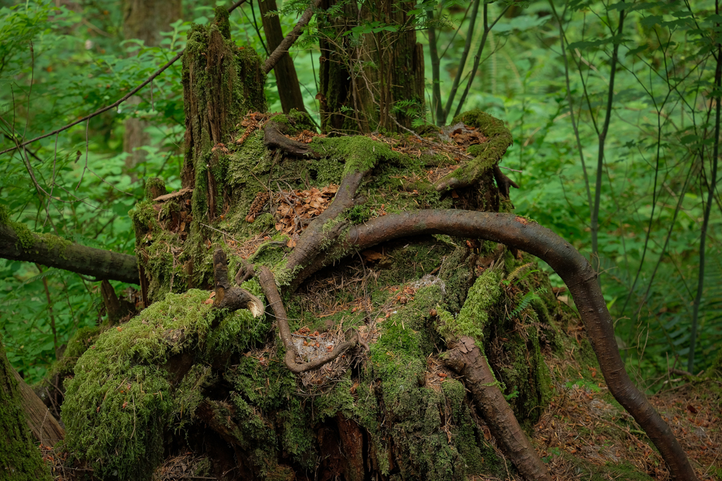 Rain Forest of Vancouver
