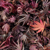 Autumn Leaves