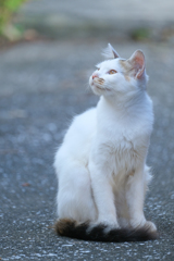 港町の猫さん　明日を見つめる編