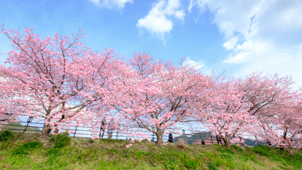 さくら日和