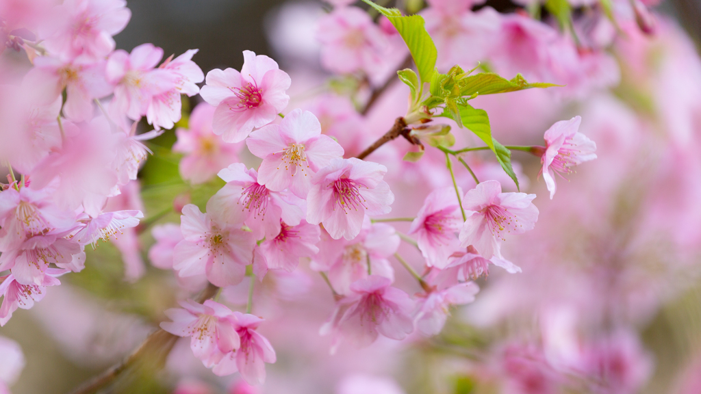 都心の河津桜