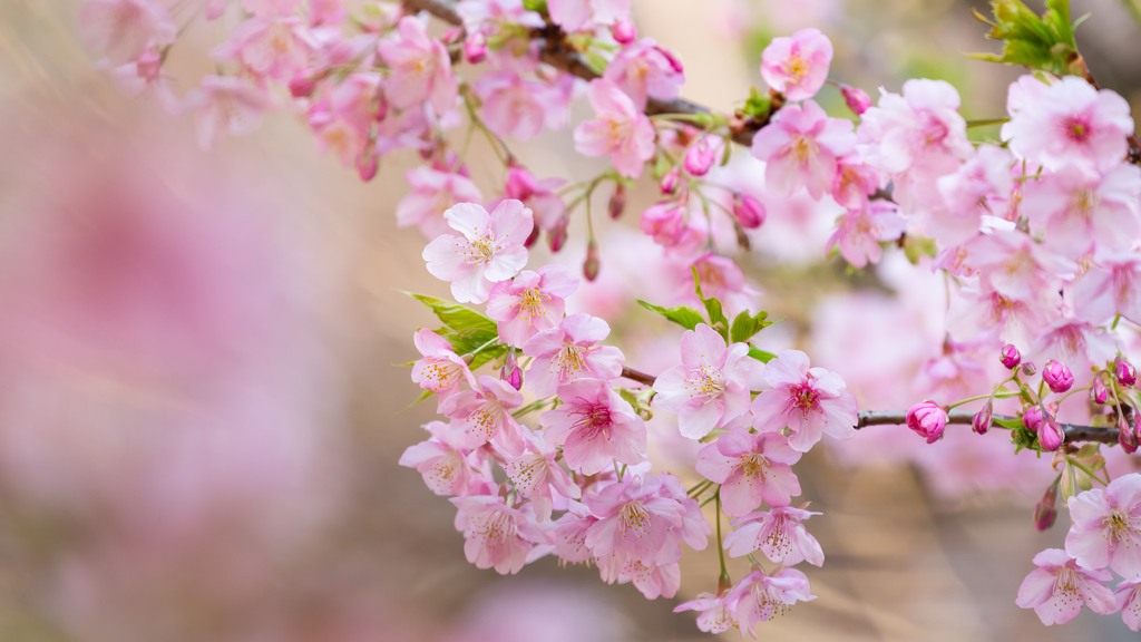 都心の河津桜