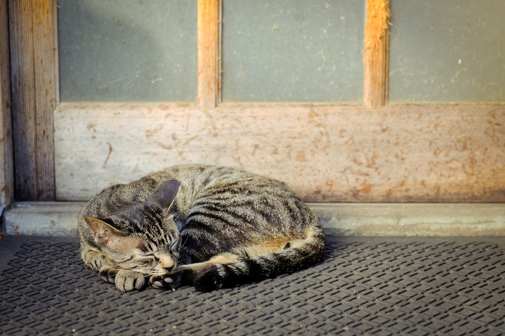 寿司屋の猫