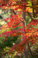 紅葉日和