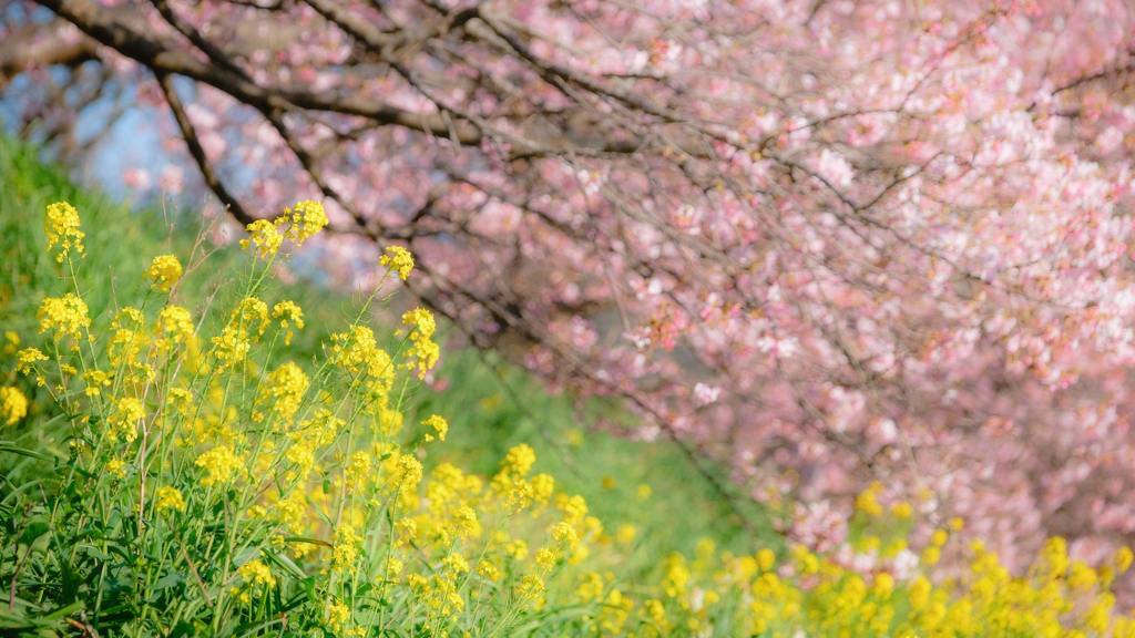 From Lightroom Library