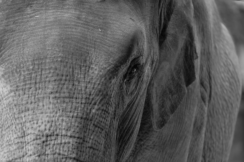Elephant's Eye