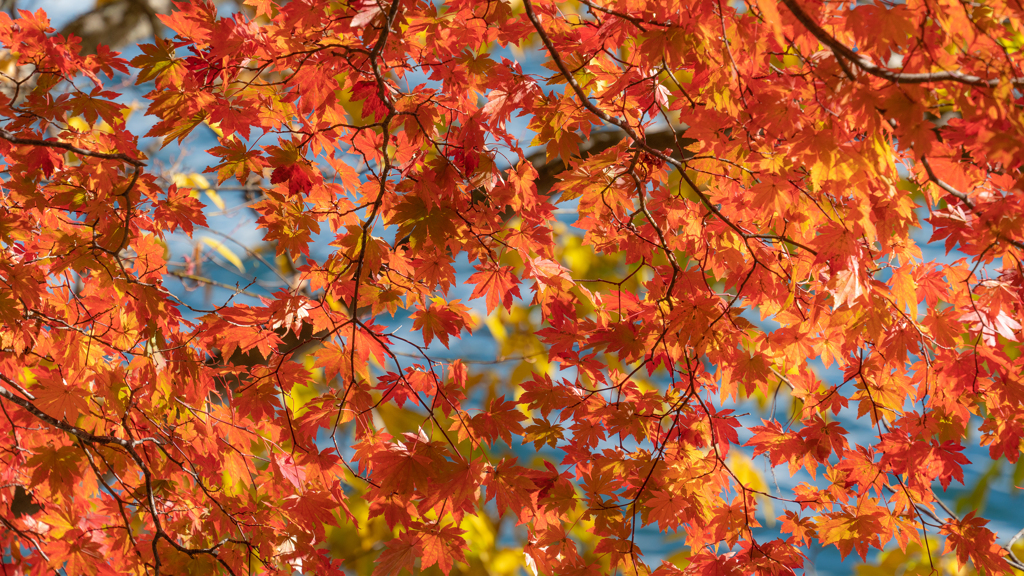 紅いカーテン