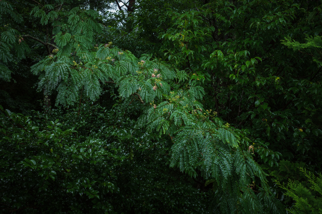 雨の森