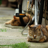 野良猫さんも連休でした