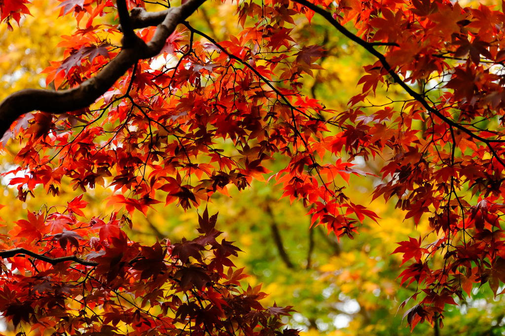 紅くひかる